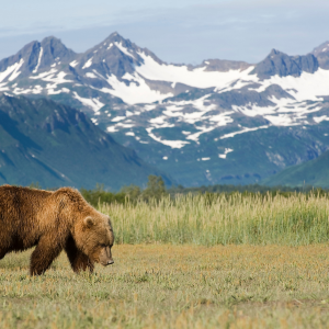 Asesoramiento y Presupuesto Viaje Alaska