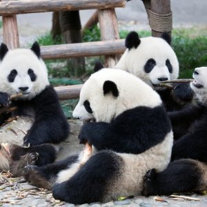 Audioguía Chengdu