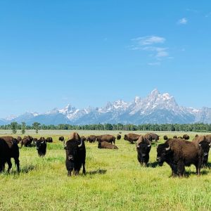 Audioguía Grand Teton National Park