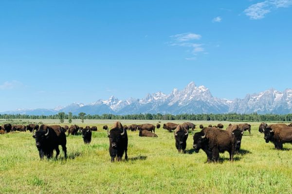Audioguía Grand Teton National Park
