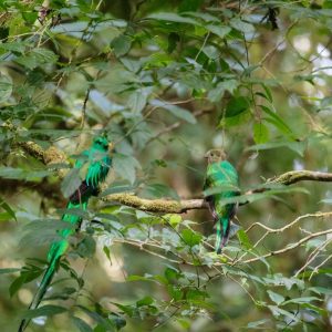 Audioguía MonteVerde