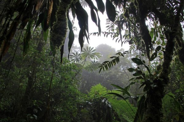 Audioguía MonteVerde - Image 2