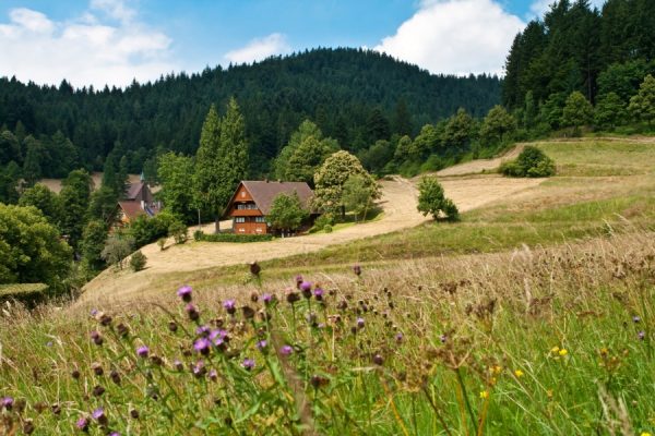 Audioguía Selva Negra Oeste de Bad Wildbad a Schiltach - Image 2