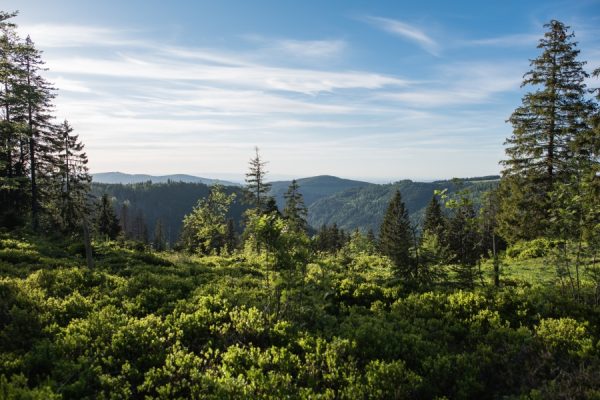 Audioguía Selva Negra Sur de Staufen a Donaueschingen - Alemania - Image 5
