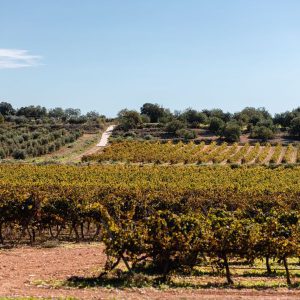 Audio tour Priorat – España