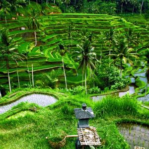 Audioguía Road Trip Bali – 6 Días