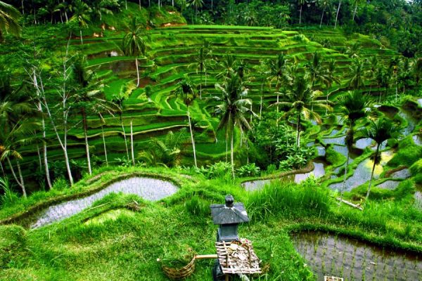 Audioguía Road Trip Bali – 6 Días