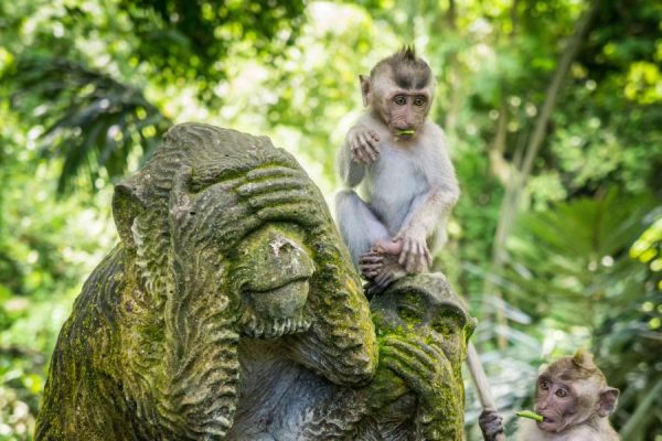 Audioguía Ubud – Indonesia - Imagen 6